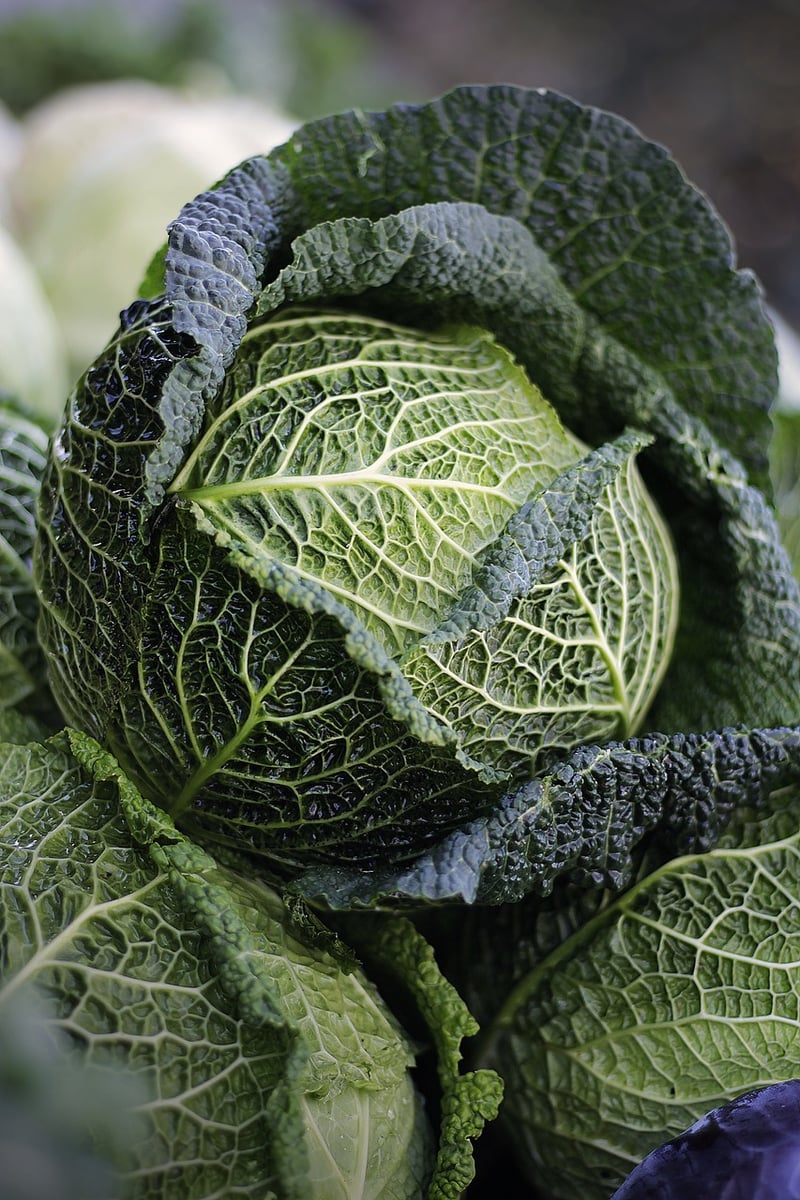 Plant-Based Meals